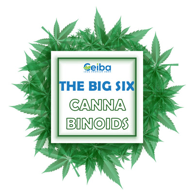 What Are Cannabinoids and How Do They Differ From Each Other?