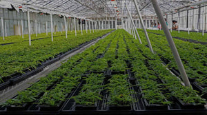 cultivation of hemp indoor